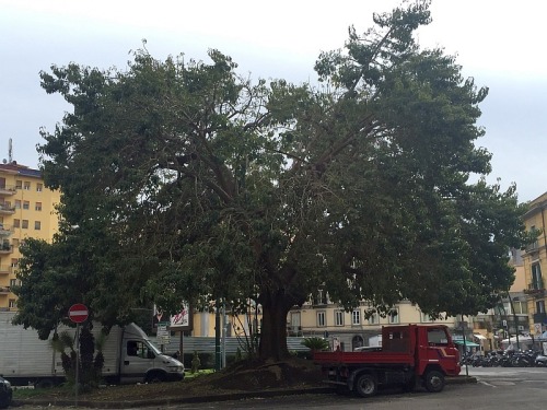 Piazza degli Artisti albero
