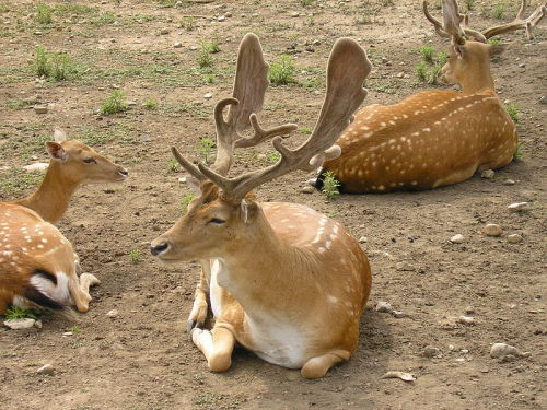 daino
