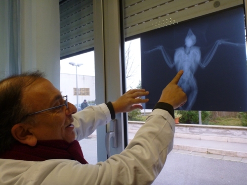 dall'esame radiografico si evidenziano i pallini in piombo (1)