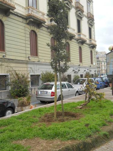 Alberi11