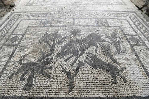 domus cinghiale pompei