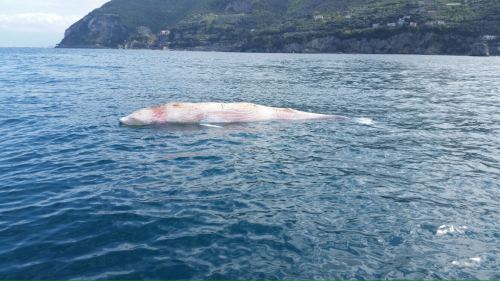 carcassa balena vico equense 2