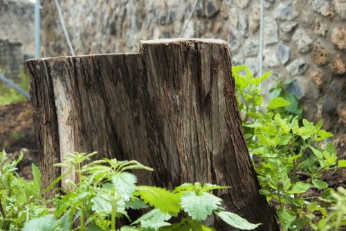 Cipresso tagliato - Scavi di Pompei