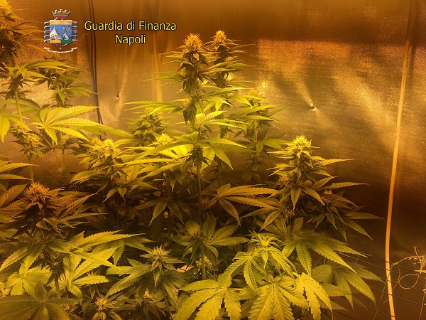 marijuana indoor