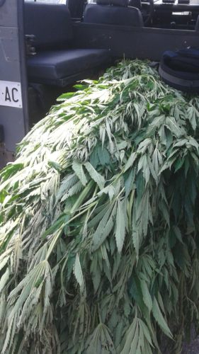 marjuana