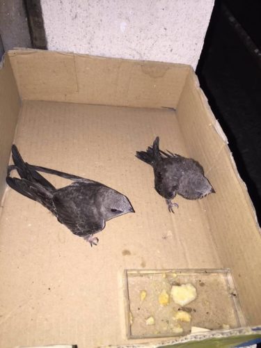 Rondini salvate da un "falco" della polizia di stato