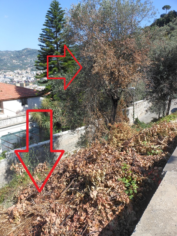 18 luglio 2016- rifiuti nella scarpata di Via Capodimonte  (4)