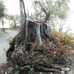 b) il carrubo tagliato