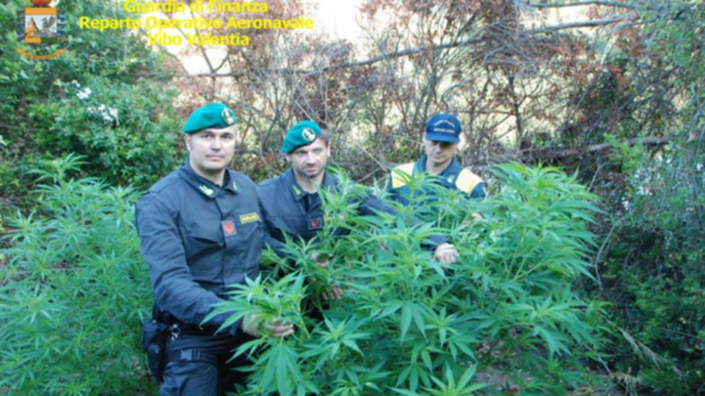 guardia di finanza marijuana