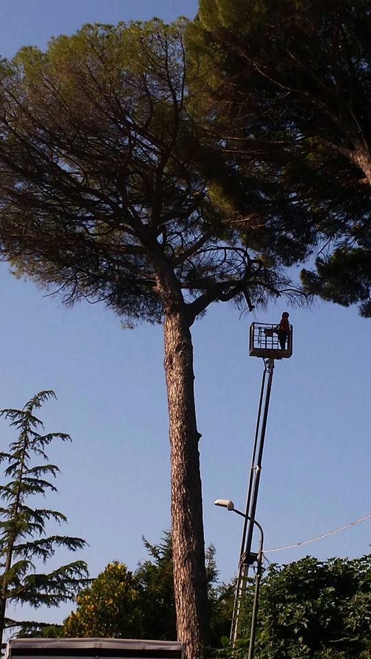 pino all'annunziata