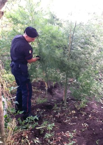 13-09-2016-cannabis-somma-vesuviana-2