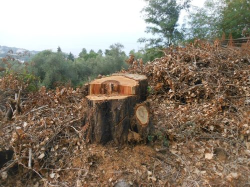 la Robinia eliminata in via N.Verde - ago.2016