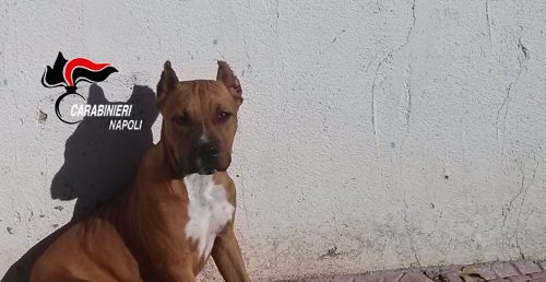 cane-orecchie-tagliate-e-cucite
