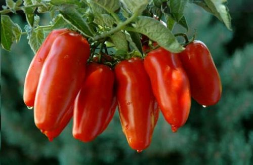 agricoltura-pomodoro