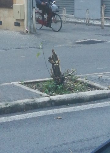 via plinio