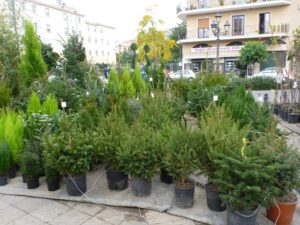 piccoli-abeti-provenienti-da-vivai