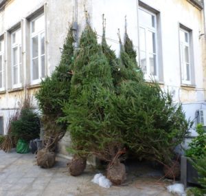 alberi-di-natale