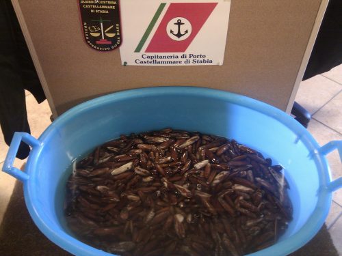 sequestrati-datteri-di-mare