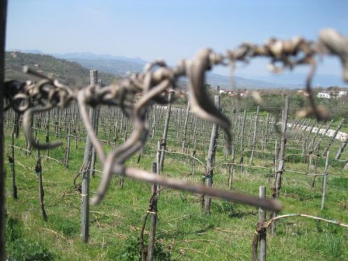 produttori vino benevento