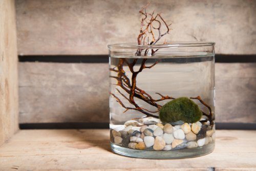 Marimo jar - Algapalla in vaso - Moss Ball in jar