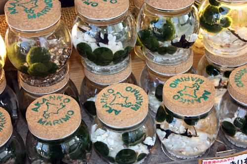 Marimo souvenir - Algapalla souvenir - Moss Ball souvenir
