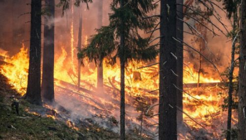 emergenza incendi campania legambiente