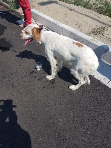 salvataggio cane abbandonato