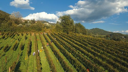 vigneti greco di tufo