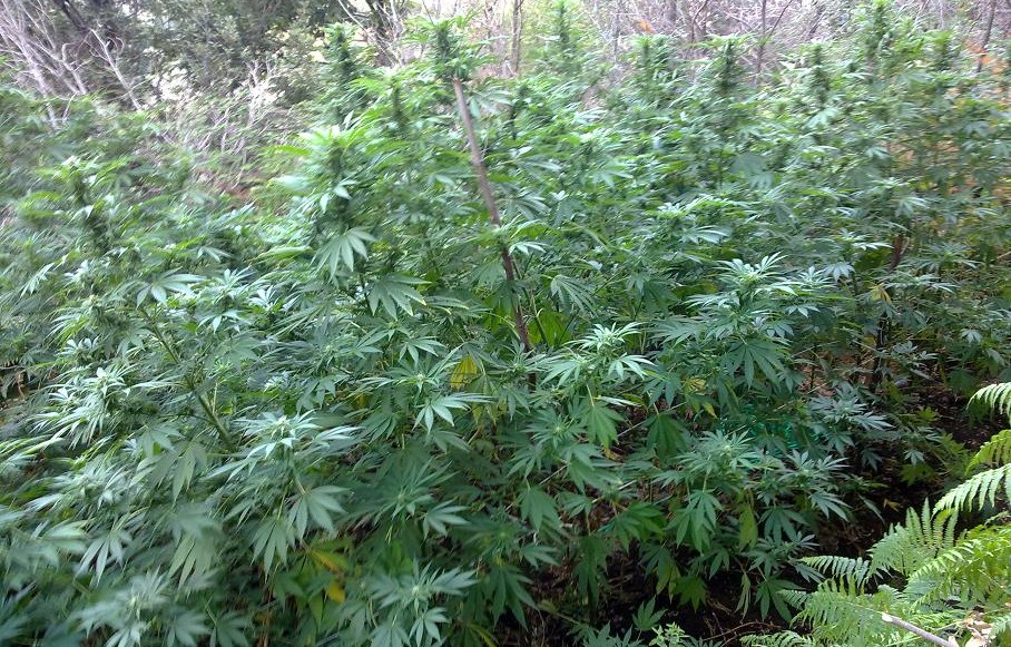 Sequestrata a Cava de’ Tirreni piantagione di marijuana