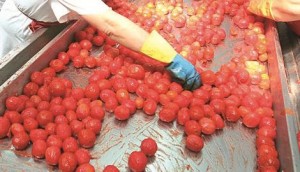 conserve-pomodori_Public_Notizie_270_470_3