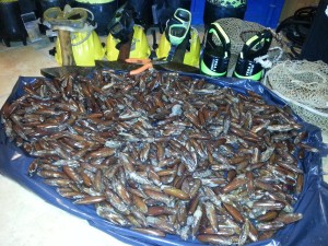 datteri 20130228_024146