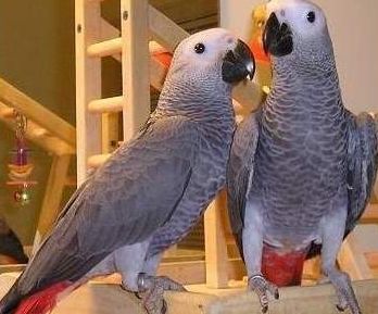 pappagalli cenerini (Psittacus Erithacus)