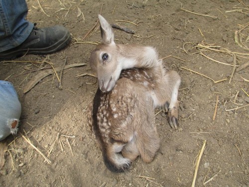 zoo di napoli. nasce un daino.