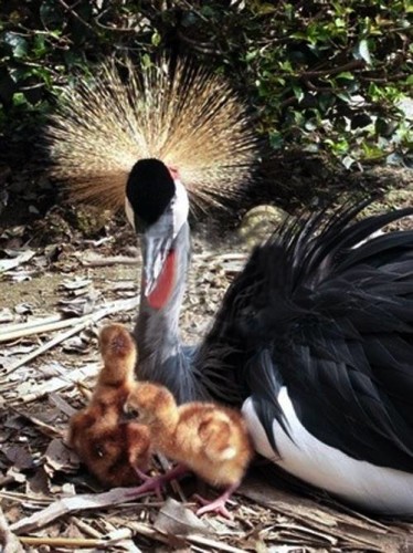 zoo di napoli. nascono due pulcini di gru coronata