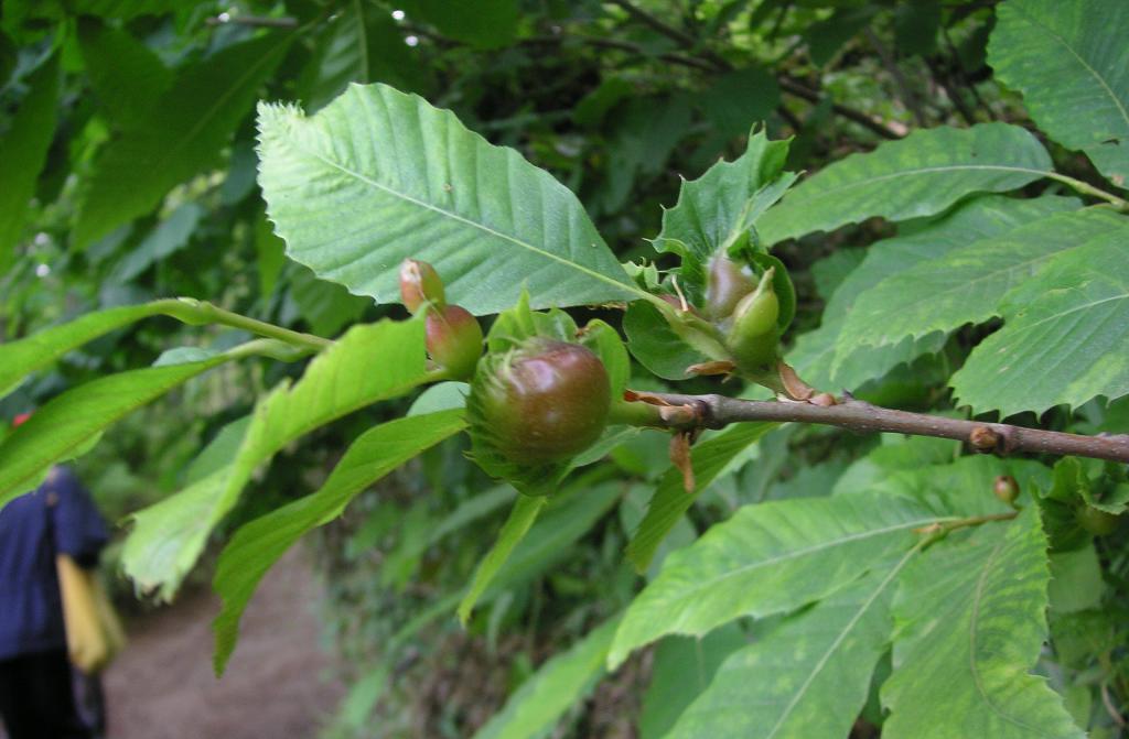 KONICA MINOLTA DIGITAL CAMERA