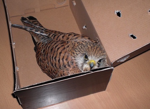 il gheppio ferito dai bracconieri