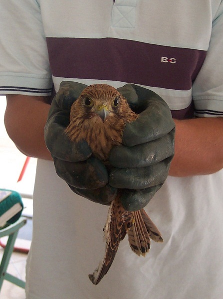 il gheppio rinvenuto ferito a Priora