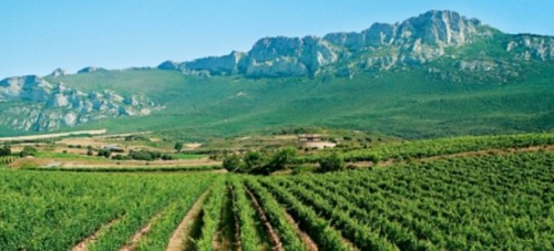 vitigni a La Rioja (1)