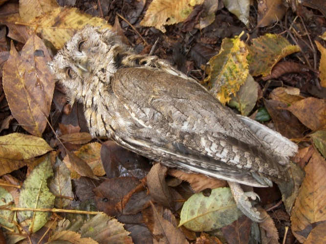 Parco_Monti_Lattari (8)