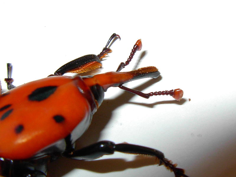 Rhynchophorus_ferrugineus_maschio2