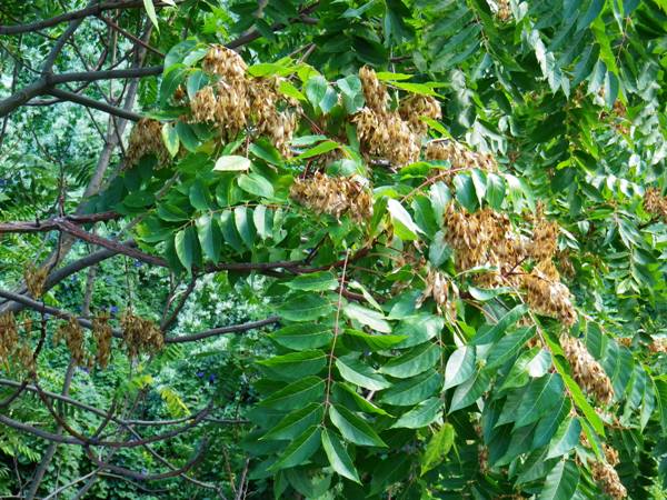 ailanthus_altissima