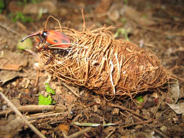 larva_punteruolo_rosso