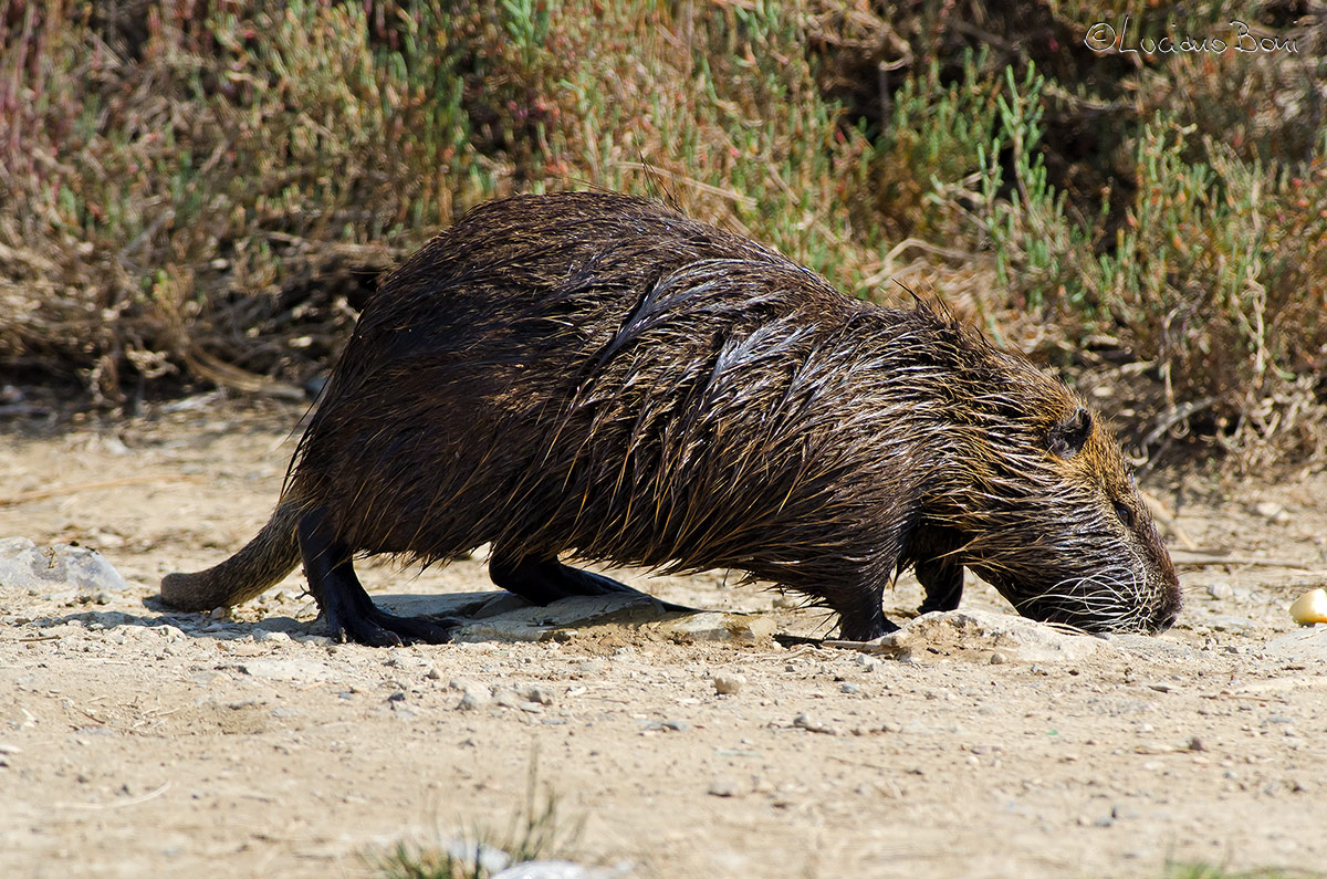 nutria
