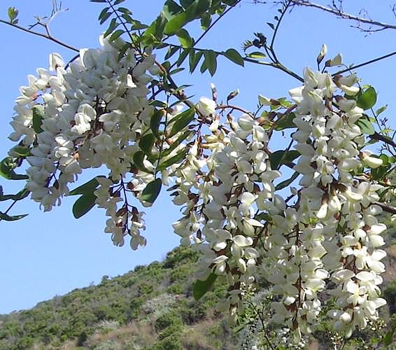 SANYO DIGITAL CAMERA