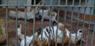 Zoo di Napoli: nuovo sopralluogo dei Verdi