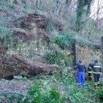Quisisana, il castagno crollato