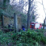 Quisisana, il castagno crollato