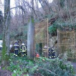 Quisisana, il castagno crollato