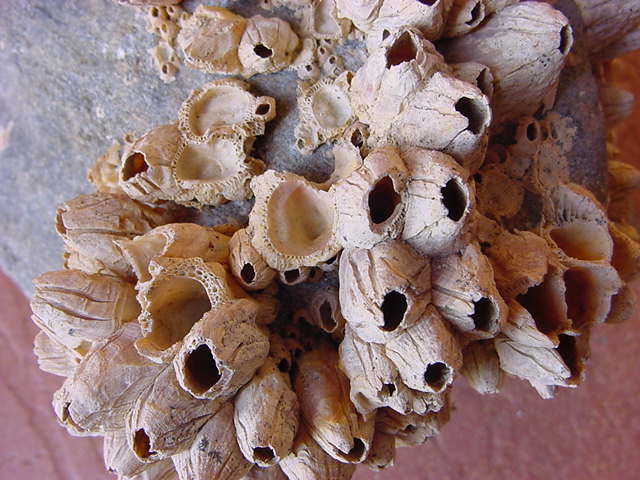 denti di cane, balani, cirriperdi