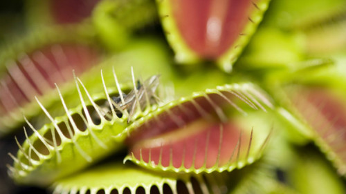 pianta_carnivora_6304